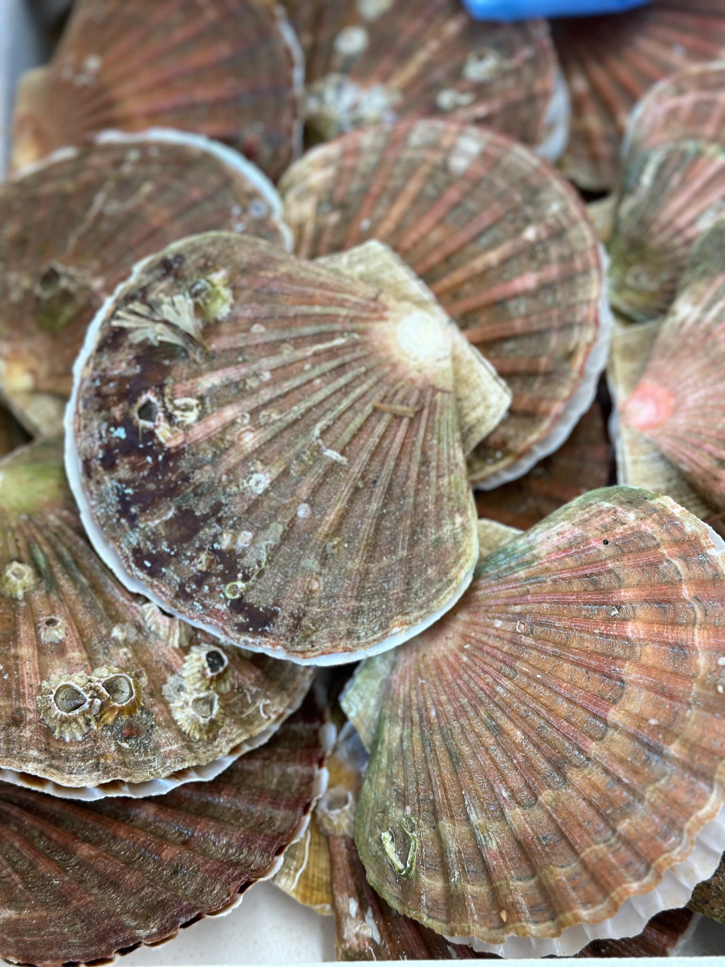 28.03.2026 Ballintaggart x WildLuing - Feast Night