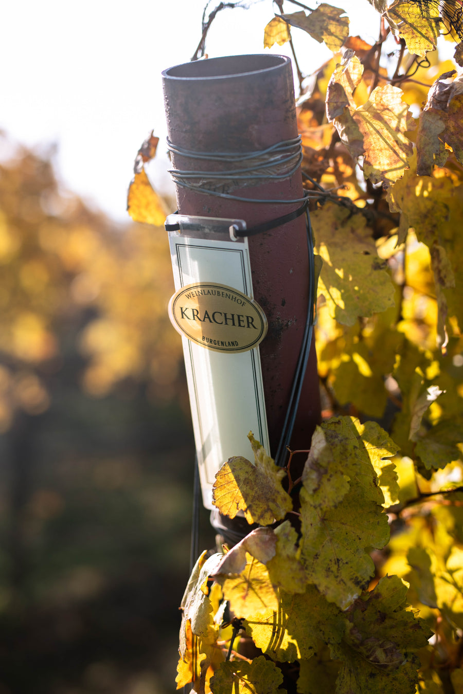 25.02.26 - Wine Wednesday with Kracher