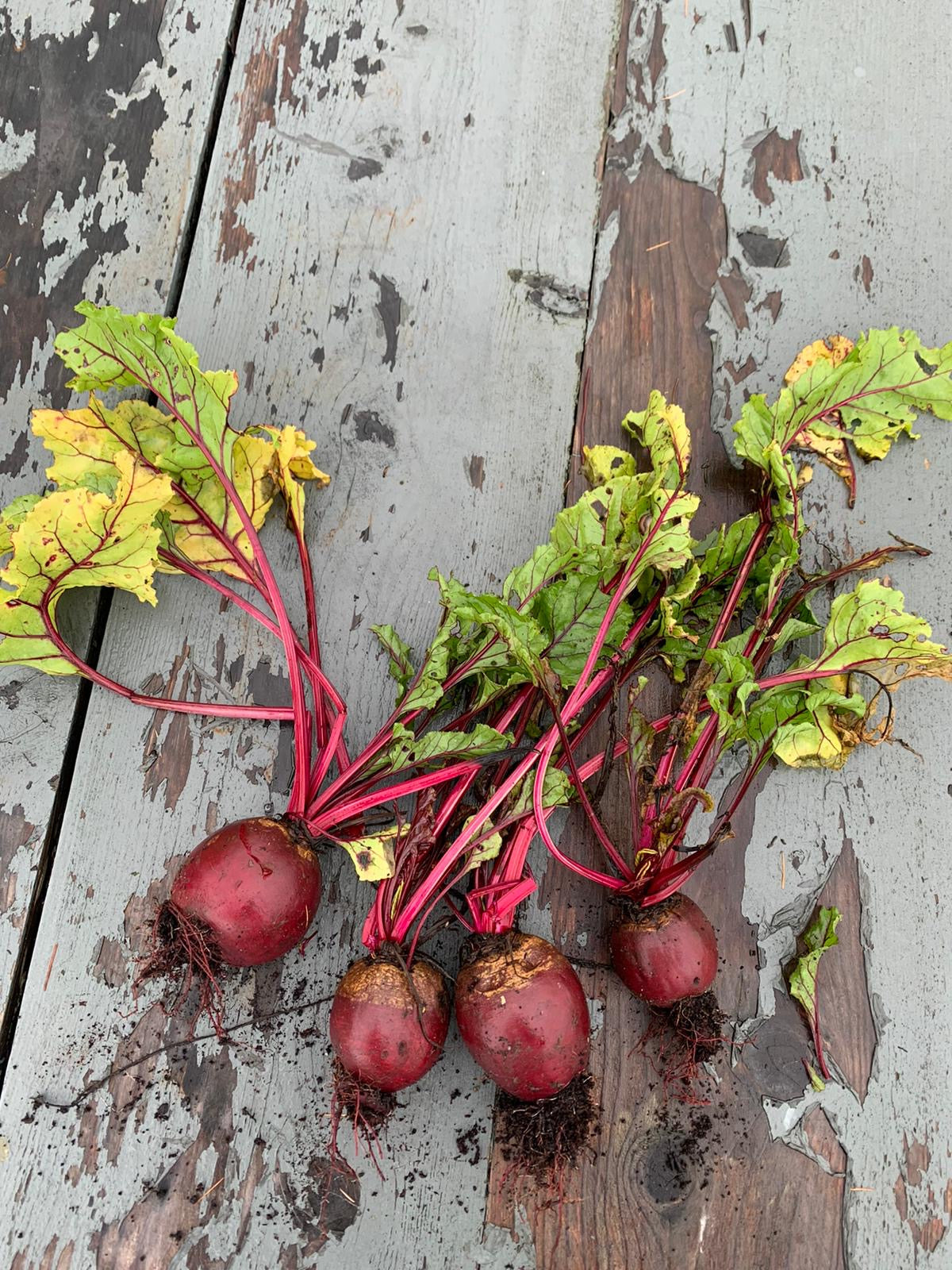 29.01.2026- Half Day Seasonal Suppers | Winter